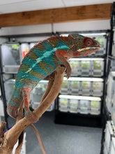 Load image into Gallery viewer, Ambilobe male: JIMMY WALKER