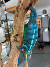 Load image into Gallery viewer, Ambanja male: GOODWIN