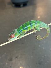 Load image into Gallery viewer, AMBILOBE Panther Chameleon: Jimmy Walker x Dianne (S19)