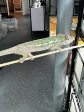 Load image into Gallery viewer, Ambilobe male panther chameleon: Flash x Opal (S3)