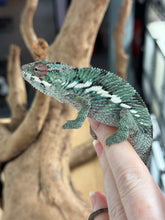Load image into Gallery viewer, AMBILOBE Panther Chameleon: Starburst x Margaret (R10)