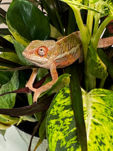 Load image into Gallery viewer, Ambilobe Male (R10)