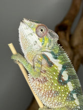 Load image into Gallery viewer, SAMBAVA Panther Chameleon male: (E10)