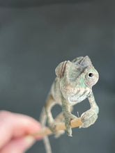 Load image into Gallery viewer, AMBILOBE male: Starburst x Margaret (R8)