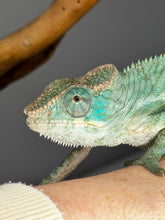 Load image into Gallery viewer, AMBANJA X ANKIFY Panther Chameleon:(J10)
