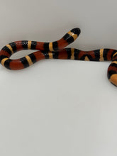 Load image into Gallery viewer, Apricot Pueblan Milk Snake- (MS2)