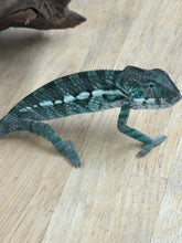 Load image into Gallery viewer, AMBILOBE Panther Chameleon: Frank x Sandy (Q1)