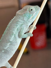 Load image into Gallery viewer, AMBANJA Panther Chameleon x WC male (I4)