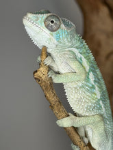 Load image into Gallery viewer, AMBILOBE Panther Chameleon: (E22)