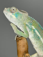Load image into Gallery viewer, AMBILOBE Panther Chameleon male: (E25)