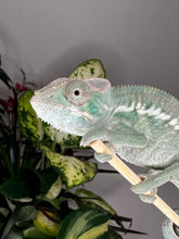 Load image into Gallery viewer, ANKILOBE Panther Chameleon: Ankify x Ambilobe (Q7)