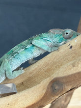 Load image into Gallery viewer, AMBILOBE Panther Chameleon: Starburst x Shirin (P1)