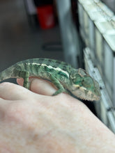 Load image into Gallery viewer, AMBILOBE male: Sunny Delight x Skittles(R5)