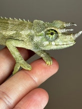 Load image into Gallery viewer, Male Jackson’s Chameleon: I4