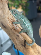 Load image into Gallery viewer, AMBILOBE Panther Chameleon: Frank x Sandy (Q8)
