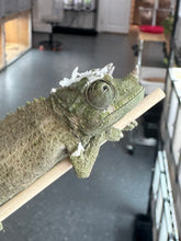 Load image into Gallery viewer, Male Jackson’s Chameleon: I2