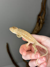 Load image into Gallery viewer, AMBILOBE FEMALE - Flash x Opal πΊ (S4)