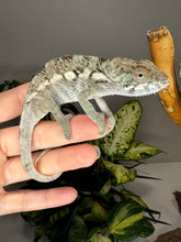 Load image into Gallery viewer, AMBILOBE FEMALE Panther Chameleon: Rogue x Phoenix (S5)