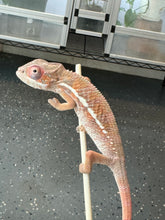 Load image into Gallery viewer, Ambilobe Panther Chameleon: Magnus x Skittles (R15)