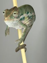 Load image into Gallery viewer, AMBILOBE Panther Chameleon male:(E31)