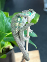 Load image into Gallery viewer, Ambilobe male: Flash x Rocky (R2)