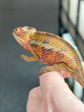 Load image into Gallery viewer, AMBILOBE panther chameleon: Flash x Opal (R13)