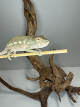 Load image into Gallery viewer, AMBILOBE FEMALE : đș (S6)