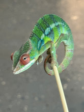 Load image into Gallery viewer, AMBILOBE Panther Chameleon: Jimmy Walker x Dianne (S19)