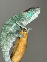 Load image into Gallery viewer, AMBANJA X ANKIFY Panther Chameleon:(J10)