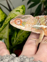 Load image into Gallery viewer, Ambilobe Male (R10)