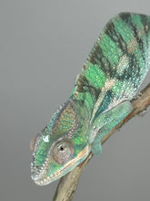 Load image into Gallery viewer, AMBILOBE Panther Chameleon: (E5)