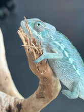 Load image into Gallery viewer, AMBILOBE Panther Chameleon: Frank x Sandy (Q8)