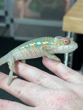 Load image into Gallery viewer, AMBILOBE male: Sam x Amie (Q4)