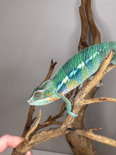 Load image into Gallery viewer, AMBILOBE Panther Chameleon: (E11)