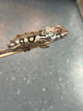 Load image into Gallery viewer, SAMBAVA Panther Chameleon: Marley x Mabel (R12)