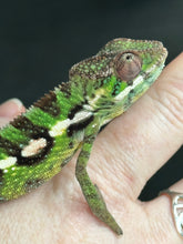 Load image into Gallery viewer, Sambava Male: Marley x Mabel (E1)