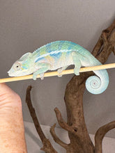 Load image into Gallery viewer, AMBANJA Panther Chameleon: (E9)