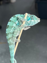 Load image into Gallery viewer, AMBANJA/NOSY FALY male (I5)