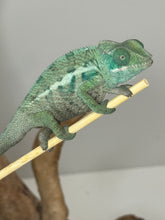 Load image into Gallery viewer, AMBANJA Panther Chameleon: (E7)