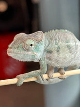Load image into Gallery viewer, AMBANJA Panther Chameleon x WC male (I4)