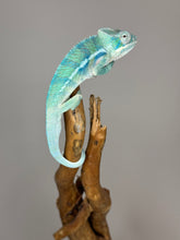 Load image into Gallery viewer, AMBANJA Panther Chameleon: (E9)