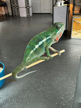 Load image into Gallery viewer, AMBILOBE Panther Chameleon: Frank x Sandy (S14)