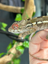 Load image into Gallery viewer, AMBILOBE Panther Chameleon: Magnus x Skittles (E15)