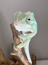 Load image into Gallery viewer, AMBILOBE Panther Chameleon: (E19)