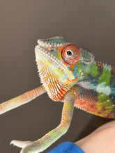 Load image into Gallery viewer, AMBILOBE Panther Chameleon: (E32)