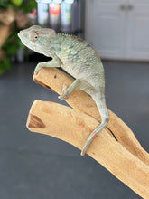 Load image into Gallery viewer, AMBILOBE Panther Chameleon: Starburst x Shirin (R2)