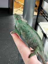 Load image into Gallery viewer, ANKILOBE Panther Chameleon: Ankify x Ambilobe (S7)