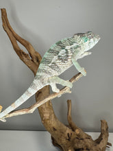 Load image into Gallery viewer, AMBILOBE Panther Chameleon: (E13)