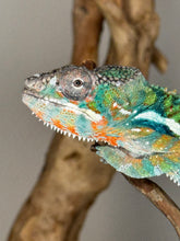 Load image into Gallery viewer, AMBILOBE Panther Chameleon: (J2)