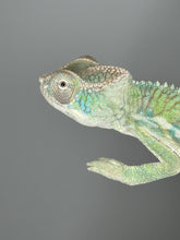 Load image into Gallery viewer, AMBILOBE Panther Chameleon male: (E25)
